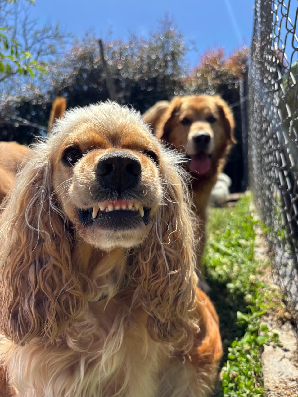 Perros socializando y corriendo en una zona verde amplia de Ekocanes
