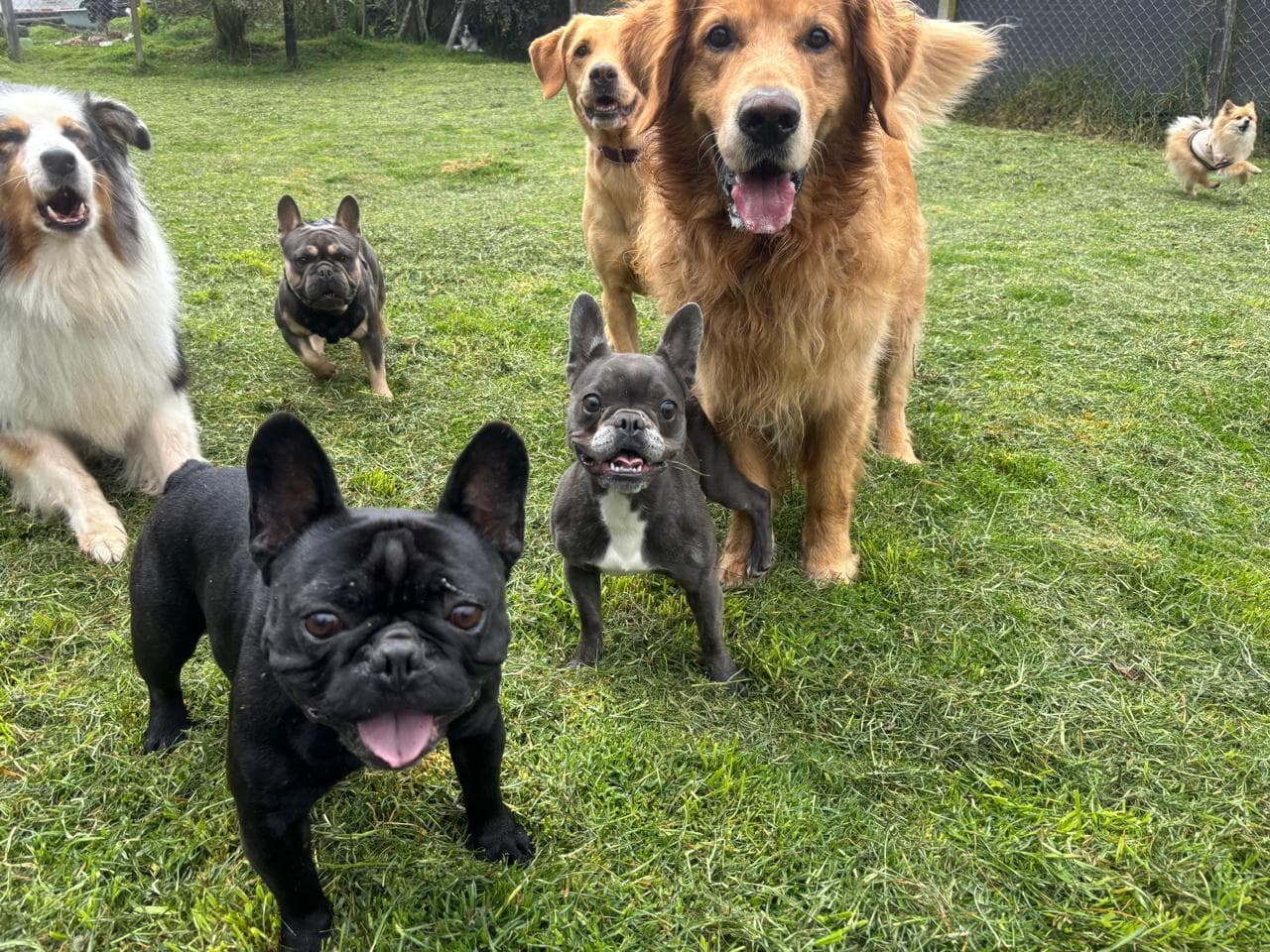 Perros felices acercándose a la cámara en Ekocanes