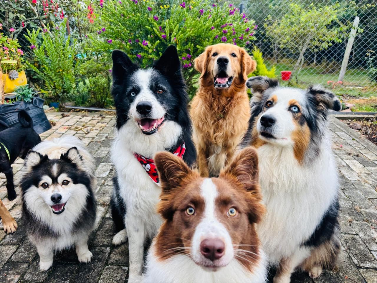 Grupo de perros disfrutando un día de juego y socialización en Ekocanes