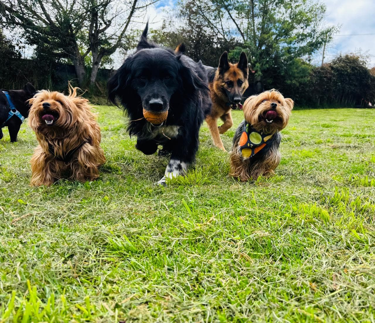Perros atentos y felices durante una actividad al aire libre en Ekocanes
