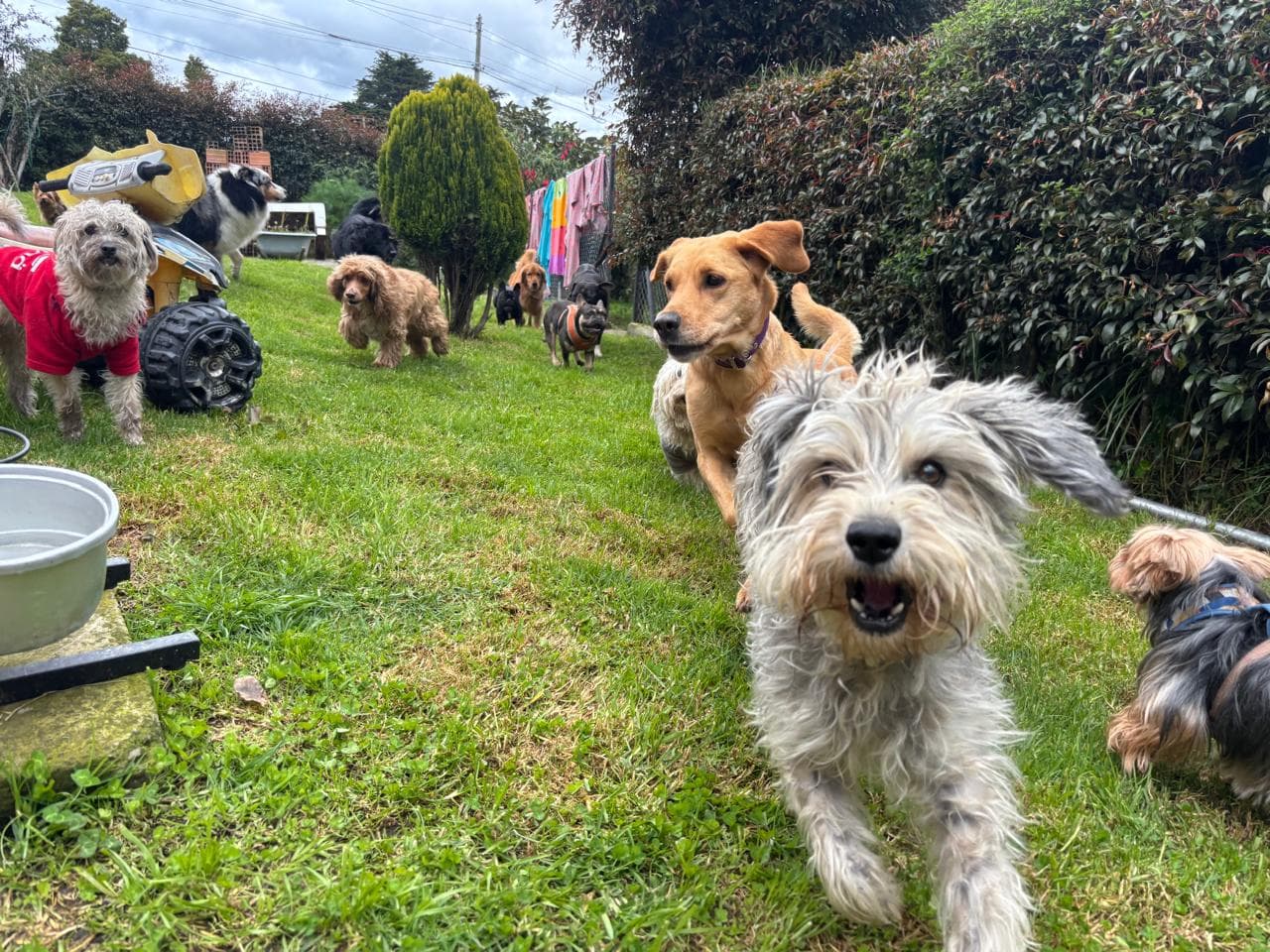 Perros compartiendo y socializando en Ekocanes