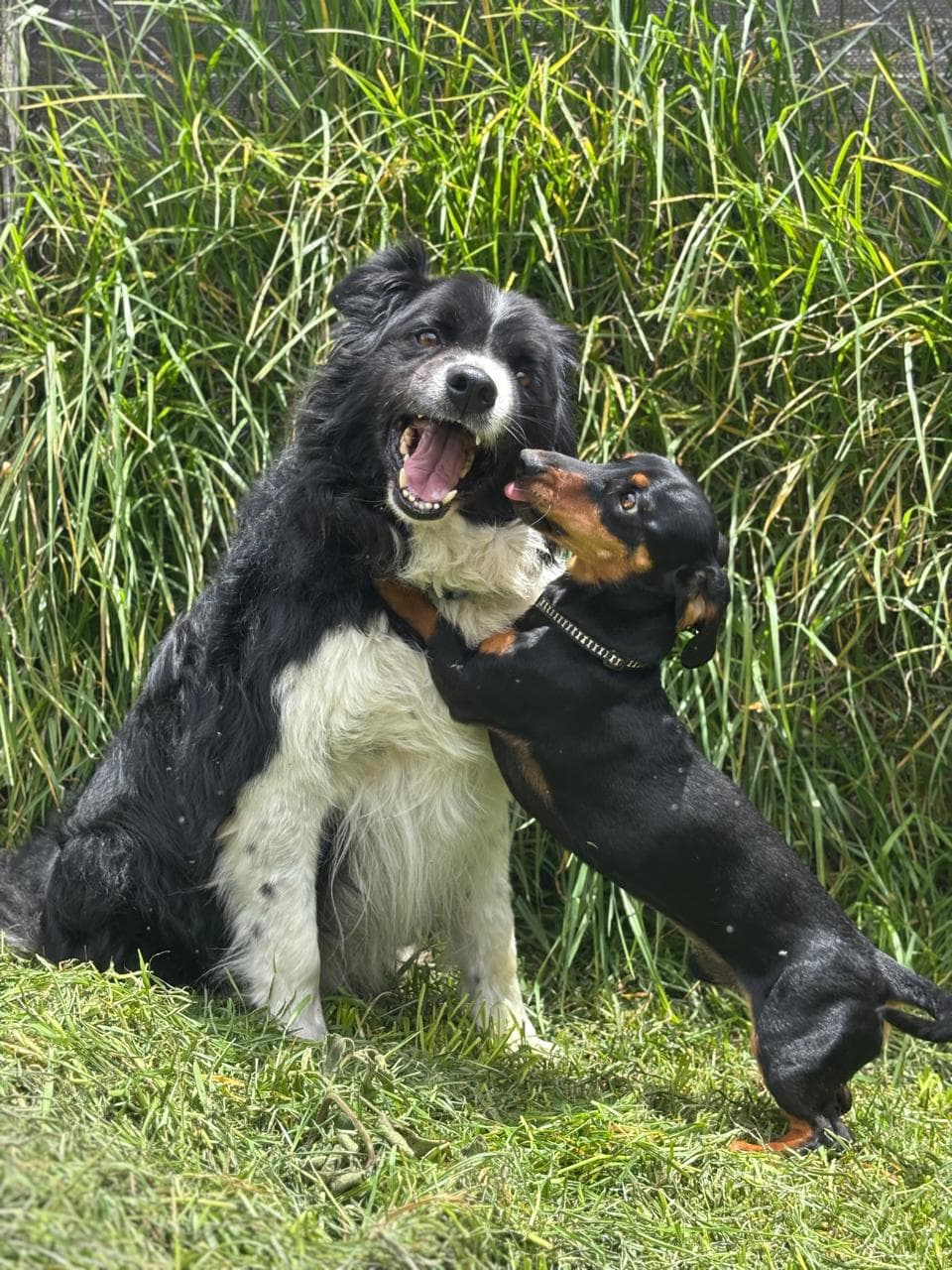 Perros corriendo hacia la cámara en el jardín de Ekocanes